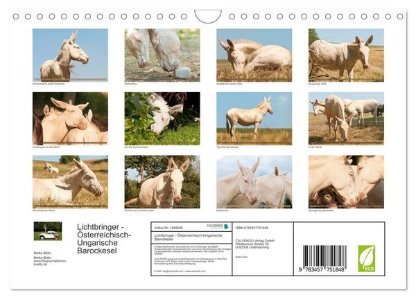 Produktbild: Lichtbringer - &Ouml;sterreichisch-Ungarische Barockesel (Wandkalender 2026 DIN A4 quer), CALVENDO Monatskalender