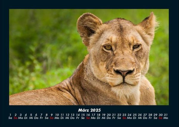 Produktbild: Tiere in der Wildnis 2025 Fotokalender DIN A4
