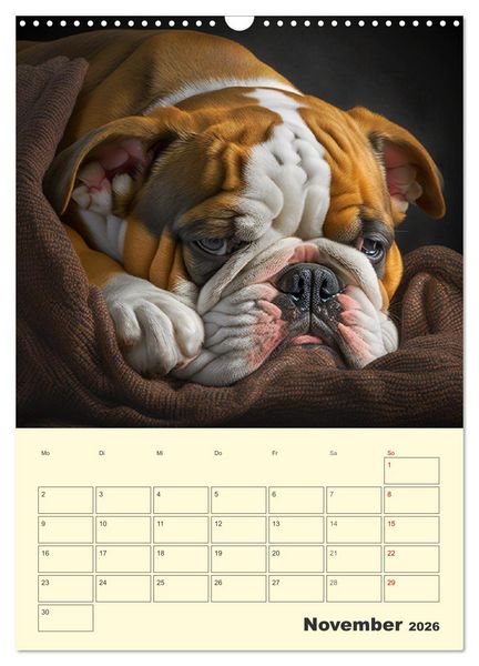 Produktbild: English Bulldogs. Fr&ouml;hliche Dickk&ouml;pfe mit Charakter (Wandkalender 2026 DIN A3 hoch), CALVENDO Monatskalender