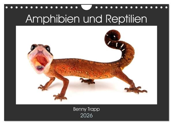 Produktbild: Amphibien und Reptilien (Wandkalender 2026 DIN A4 quer), CALVENDO Monatskalender