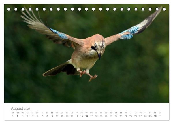 Produktbild: V&ouml;gel in unseren G&auml;rten 2026 (Tischkalender 2026 DIN A5 quer), CALVENDO Monatskalender