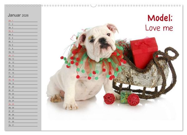 Produktbild: English Bulldog XXL Models (Wandkalender 2026 DIN A2 quer), CALVENDO Monatskalender