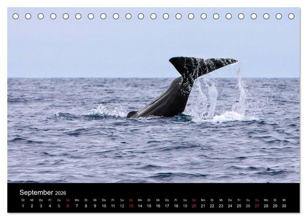 Produktbild: Wale (Tischkalender 2026 DIN A5 quer), CALVENDO Monatskalender