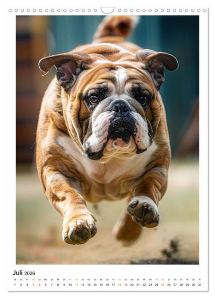 Produktbild: Englische Bulldogge - sanfter Kumpel (Wandkalender 2026 DIN A3 hoch), CALVENDO Monatskalender