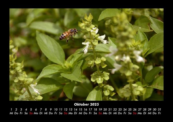 Produktbild: Bienen 2025 Fotokalender DIN A3
