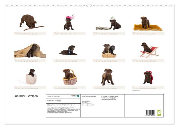 Produktbild: Labrador - Welpen (Wandkalender 2026 DIN A2 quer), CALVENDO Monatskalender
