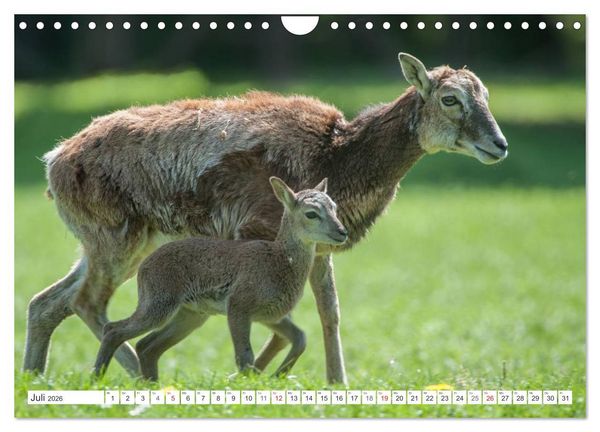 Produktbild: Emotionale Momente: Muffelwild. (Wandkalender 2026 DIN A4 quer), CALVENDO Monatskalender