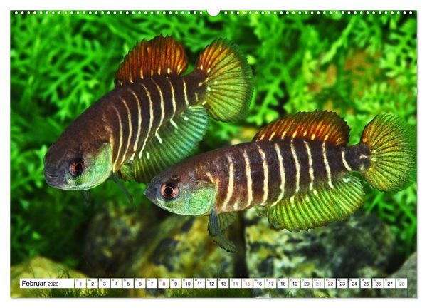 Produktbild: Killifische S&uuml;damerikas (hochwertiger Premium Wandkalender 2026 DIN A2 quer), Kunstdruck in Hochglanz