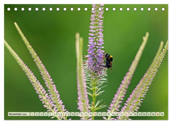 Produktbild: Wenn die Hummeln zum naschen kommen, ist dein Garten perfekt (Tischkalender 2026 DIN A5 quer), CALVENDO Monatskalender