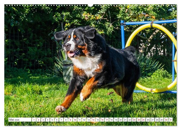 Produktbild: Berner Sennenhund - Der beste Freund f&uuml;rs Leben (hochwertiger Premium Wandkalender 2026 DIN A2 quer), Kunstdruck in Hochglanz