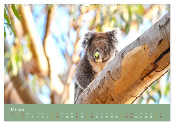 Produktbild: Australien, tierischer Kontinent (Wandkalender 2026 DIN A2 quer), CALVENDO Monatskalender