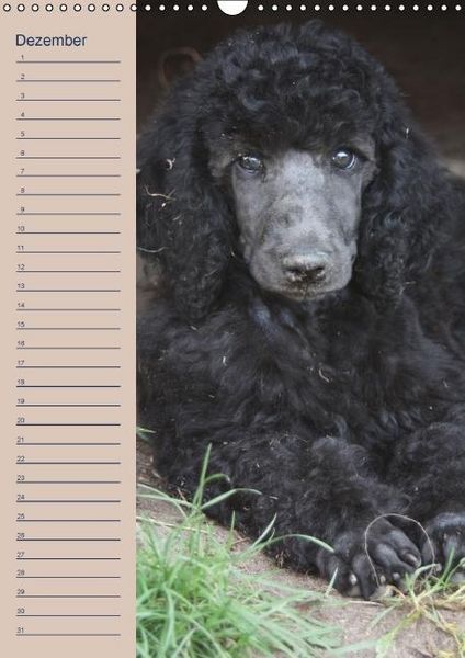 Produktbild: Pudel / Geburtstagskalender (Wandkalender immerw&auml;hrend DIN A3 hoch)