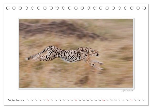 Produktbild: Emotionale Momente: Gro&szlig;e Raubkatzen der Welt. (Tischkalender 2026 DIN A5 quer), CALVENDO Monatskalender