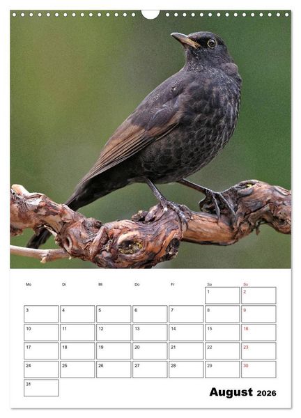 Produktbild: Bezaubernde V&ouml;gel im heimischen Garten (Wandkalender 2026 DIN A3 hoch), CALVENDO Monatskalender
