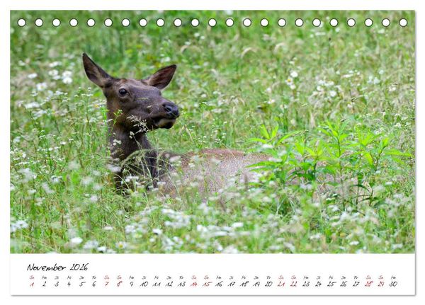 Produktbild: USA Ostk&uuml;ste Ein Road Trip (Tischkalender 2026 DIN A5 quer), CALVENDO Monatskalender