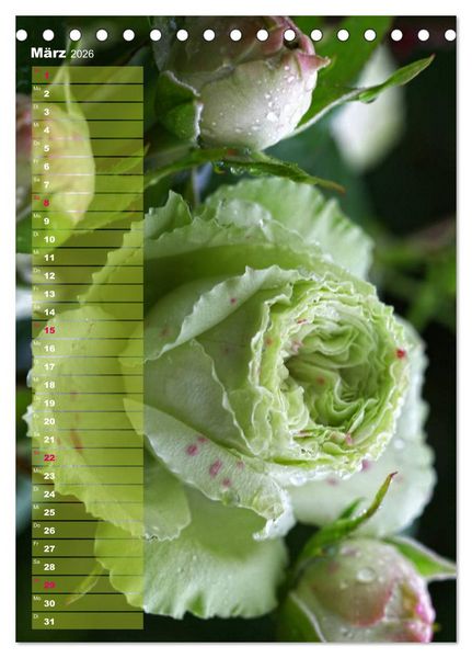 Produktbild: Rosen f&uuml;r DICH / Geburtstagskalender (Tischkalender 2026 DIN A5 hoch), CALVENDO Monatskalender