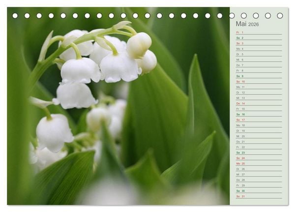 Produktbild: Liebenswerte Gl&ouml;ckchen (Tischkalender 2026 DIN A5 quer), CALVENDO Monatskalender