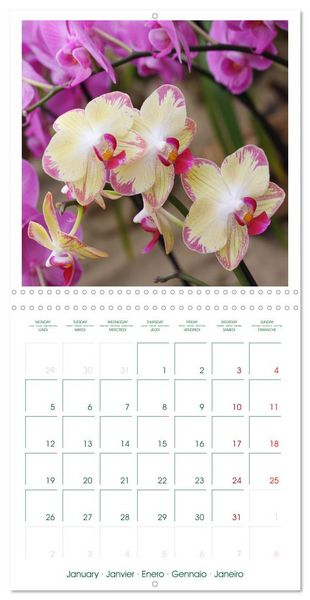 Produktbild: Orchid&eacute;es fantastiques (Calendrier mural carr&eacute; 2026 30x30 cm) Calendrier double avec une page pour vos prises de notes