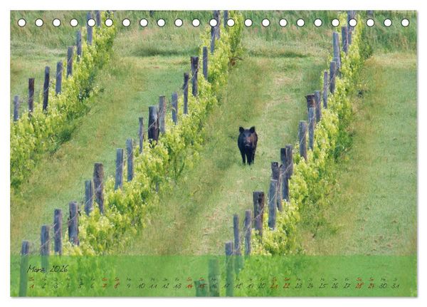 Produktbild: Wilde Toskana - von Ren&eacute; Schaack (Tischkalender 2026 DIN A5 quer), CALVENDO Monatskalender