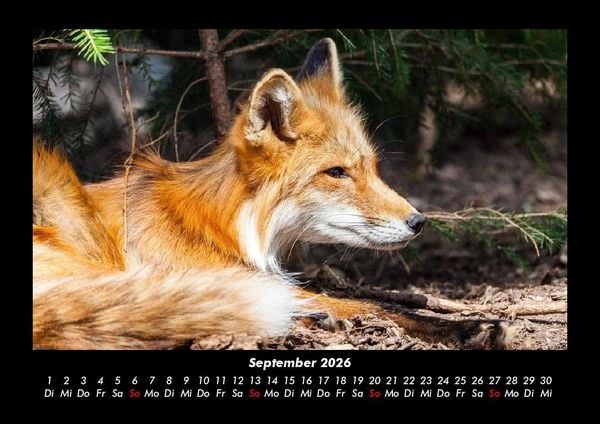 Produktbild: Waldbewohner 2026 Fotokalender DIN A3