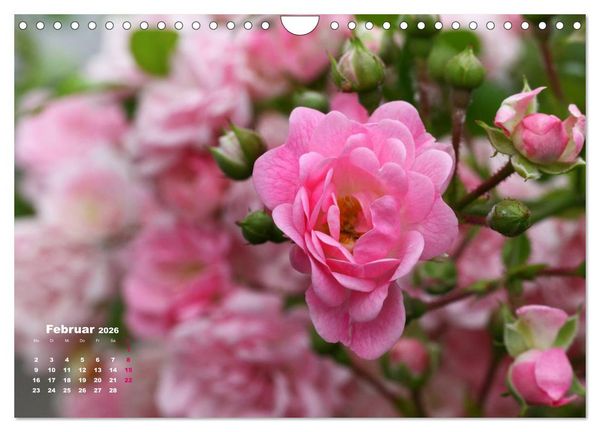 Produktbild: Zauberhafter Rosenreigen (Wandkalender 2026 DIN A4 quer), CALVENDO Monatskalender