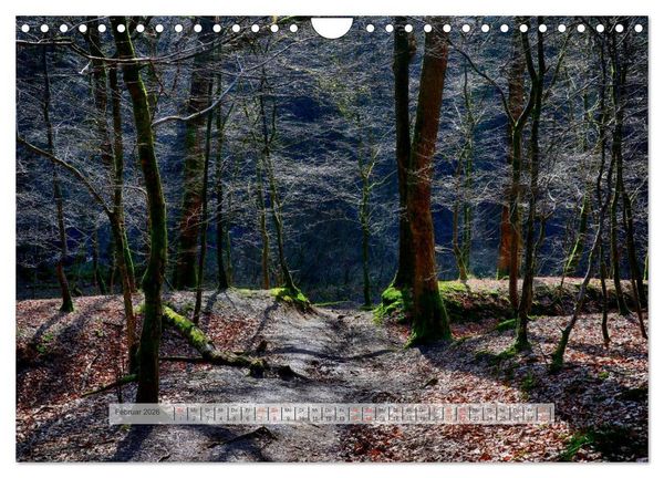 Produktbild: Wald im Bergischen Land 2026 (Wandkalender 2026 DIN A4 quer), CALVENDO Monatskalender