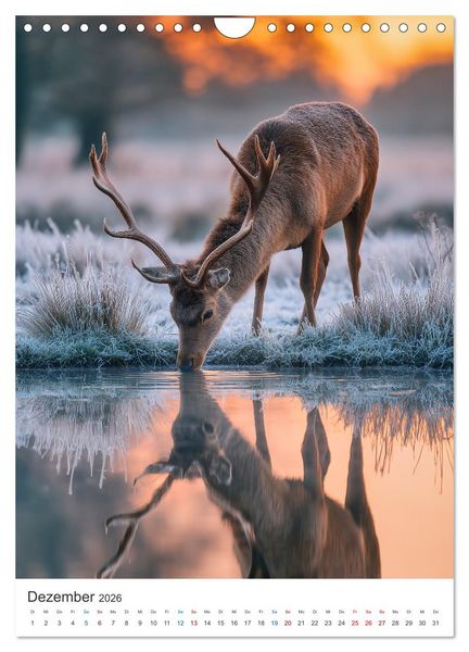 Produktbild: Wild und Wundervoll (Wandkalender 2026 DIN A4 hoch), CALVENDO Monatskalender