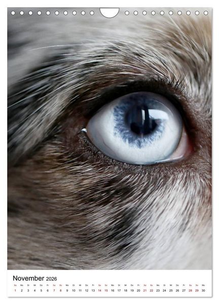Produktbild: Australian Shepherd - Beste Freunde (Wandkalender 2026 DIN A4 hoch), CALVENDO Monatskalender