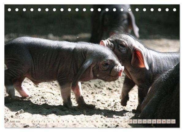 Produktbild: Tierische Schweinerei (Tischkalender 2026 DIN A5 quer), CALVENDO Monatskalender