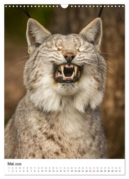 Produktbild: Der eurasische Luchs (Wandkalender 2026 DIN A3 hoch), CALVENDO Monatskalender