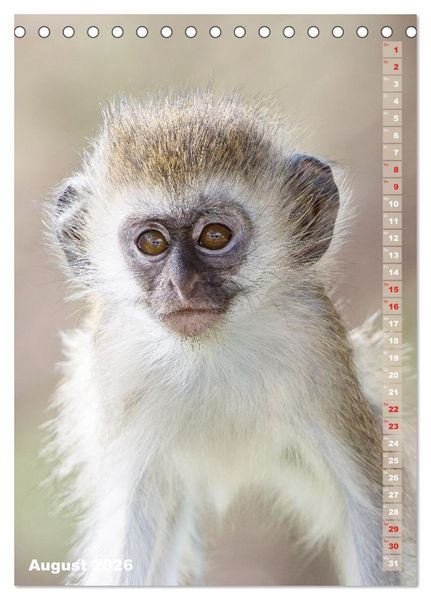 Produktbild: Safari hautnah - S&uuml;dliches und &ouml;stliches Afrika (Tischkalender 2026 DIN A5 hoch), CALVENDO Monatskalender