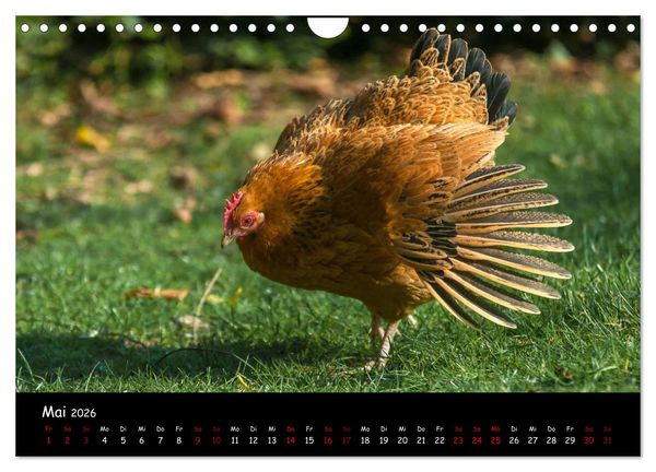 Produktbild: Neues von den Gartenh&uuml;hnern (Wandkalender 2026 DIN A4 quer), CALVENDO Monatskalender