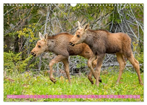 Produktbild: FIRST STEPS FOR BABY MOOSE (Wall Calendar 2026 DIN A3 landscape), CALVENDO 12 Month Wall Calendar