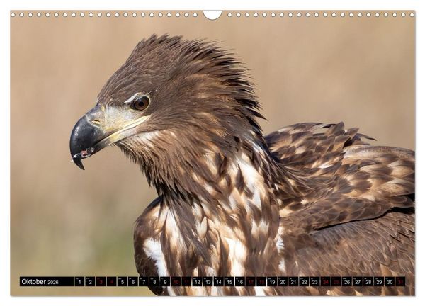 Produktbild: Seeadler in Polen (Wandkalender 2026 DIN A3 quer), CALVENDO Monatskalender