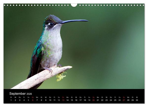 Produktbild: Der Kolibrikalender (Wandkalender 2026 DIN A3 quer), CALVENDO Monatskalender