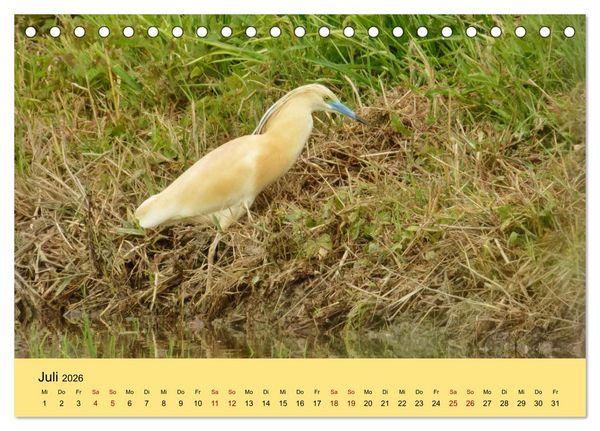 Produktbild: Flamingo und Co - Faszinierende Vogelwelt S&uuml;dfrankreichs (Tischkalender 2026 DIN A5 quer), CALVENDO Monatskalender