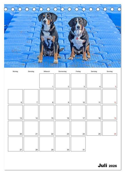 Produktbild: Entlebucher Sennenhunde begleiten Sie durch das Jahr (Tischkalender 2026 DIN A5 hoch), CALVENDO Monatskalender