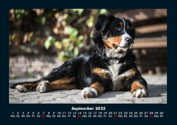 Produktbild: Welpen 2025 Fotokalender DIN A4