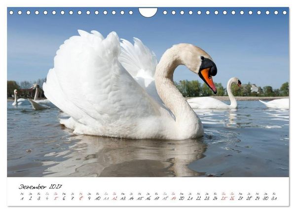 Produktbild: Vom K&uuml;ken zum Schwan (Wandkalender 2027 DIN A4 quer), CALVENDO Monatskalender