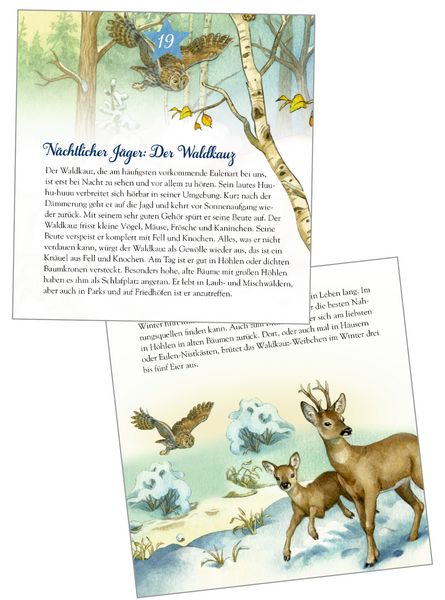 Produktbild: Die Tiere im Winterwald und ..., Zettel-Adventskalender