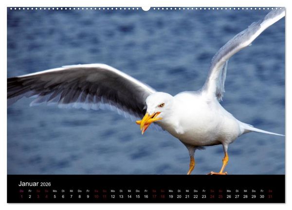 Produktbild: Segelsommer - D&auml;nische S&uuml;dsee (Wandkalender 2026 DIN A2 quer), CALVENDO Monatskalender
