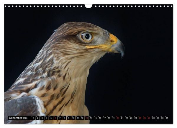 Produktbild: Faszination Greifv&ouml;gel Schnelle J&auml;ger (Wandkalender 2026 DIN A3 quer), CALVENDO Monatskalender