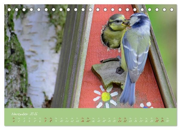 Produktbild: Die Blaumeise, Gast in unserem Garten (Tischkalender 2026 DIN A5 quer), CALVENDO Monatskalender
