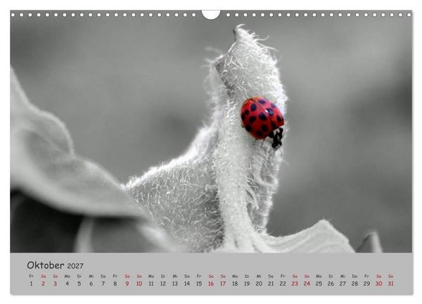 Produktbild: Gl&uuml;cksk&auml;fer (Wandkalender 2027 DIN A3 quer), CALVENDO Monatskalender