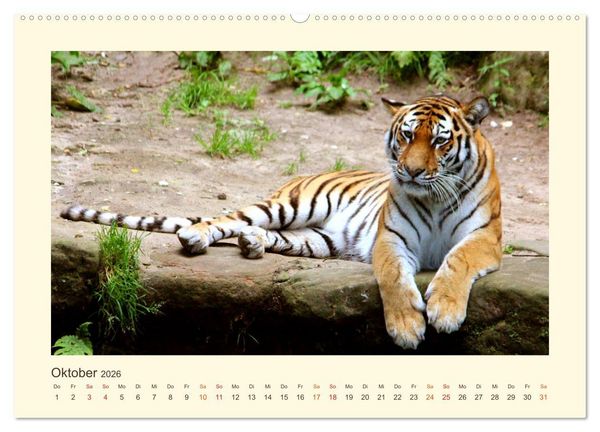 Produktbild: Sibirische Tigerportraits (hochwertiger Premium Wandkalender 2026 DIN A2 quer), Kunstdruck in Hochglanz