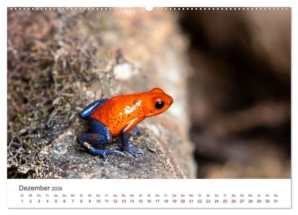 Produktbild: Fr&ouml;sche - Die wundersch&ouml;ne Welt der bunten H&uuml;pfer. (Wandkalender 2026 DIN A2 quer), CALVENDO Monatskalender