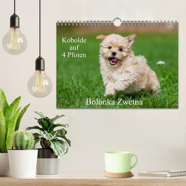 Produktbild: Kobolde auf 4 Pfoten - Bolonka Zwetna (Wandkalender 2026 DIN A4 quer), CALVENDO Monatskalender