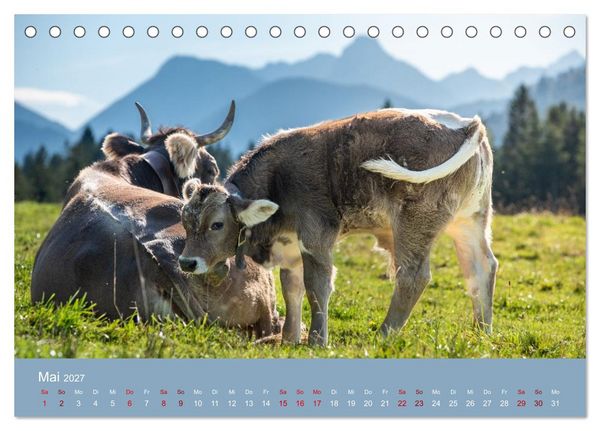 Produktbild: Allg&auml;uer Rindvieh 2027 (Tischkalender 2027 DIN A5 quer), CALVENDO Monatskalender