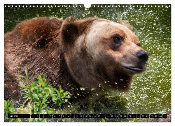 Produktbild: Grizzlys und Geisterb&auml;ren - Glendale Cove, Kanada (Wandkalender 2027 DIN A3 quer), CALVENDO Monatskalender