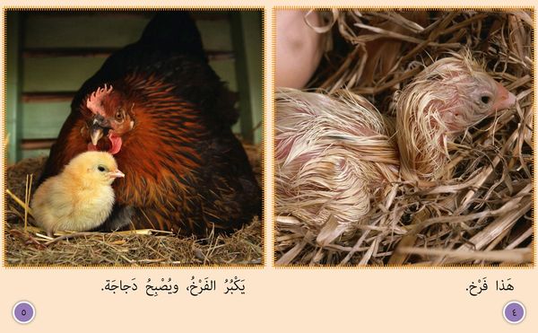 Produktbild: BIG CAT ARABIC - CHCK TO HEN